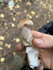 Cortinarius caperatus