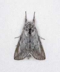 Pleromelloida cinerea
