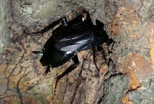 Japanese Cockroach photo 3