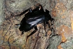 Periplaneta japonica