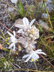 Trachyandra hirsutiflora