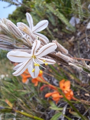 Trachyandra hirsutiflora