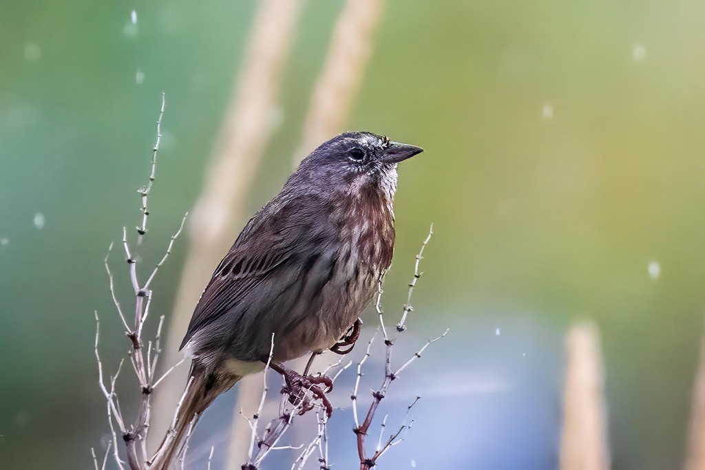 Song Sparrow (sanaka/maxima)