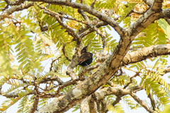 Chalcomitra amethystina