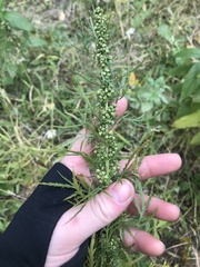 Artemisia biennis