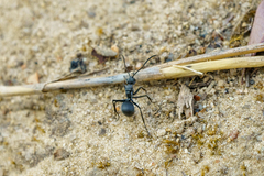 Polyrhachis schistacea