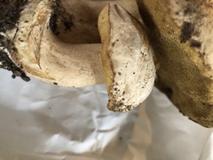 Boletus barrowsii