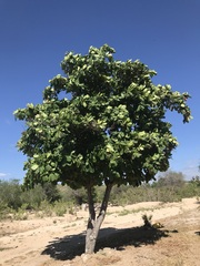 Terminalia catappa