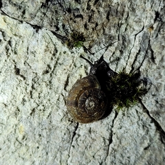 Helicigona lapicida