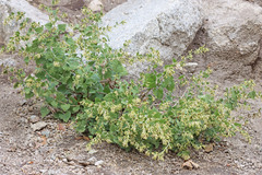 Brickellia californica