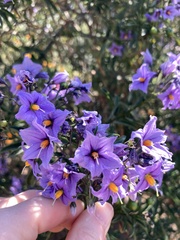 Solanum crispum