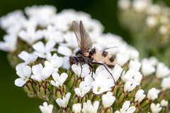 Entomophthora