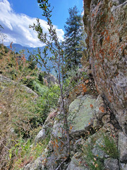 Cercocarpus ledifolius intermontanus