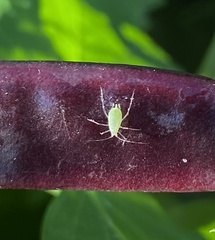 Macrosiphum euphorbiae