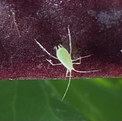 Macrosiphum euphorbiae
