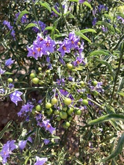 Solanum crispum