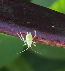 Macrosiphum euphorbiae