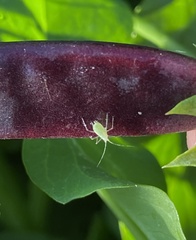Macrosiphum euphorbiae