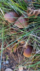Macrocystidia cucumis