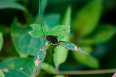 Callimormus interpunctata