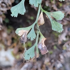 Psychoides verhuella