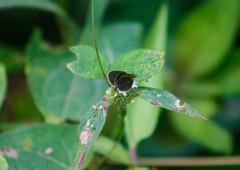 Callimormus interpunctata