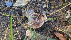 Macrocystidia cucumis