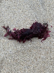 Chondrus crispus