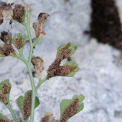 Psychoides verhuella