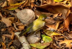 Zosterops virens capensis