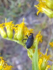 Odontocorynus umbellae