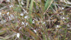 Symphyotrichum depauperatum