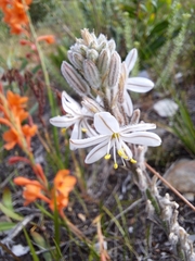Trachyandra hirsutiflora