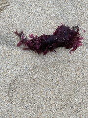 Chondrus crispus