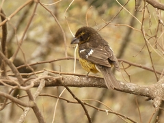 Pheucticus aureoventris