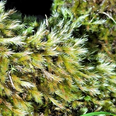 Orthothecium rufescens