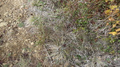 Symphyotrichum depauperatum