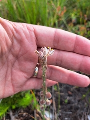 Trachyandra hirsutiflora