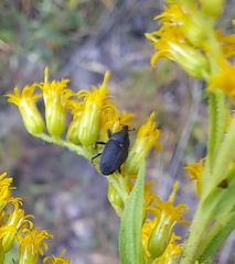 Odontocorynus umbellae
