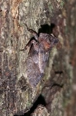 Microcentrus perditus