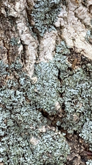 Phaeophyscia rubropulchra