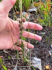 Trachyandra hirsutiflora