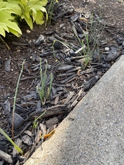 Allium vineale