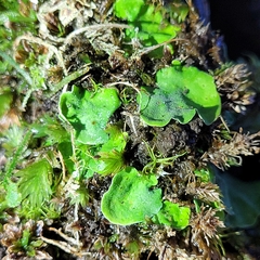 Peltigera leucophlebia