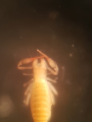 Chthonius tetrachelatus