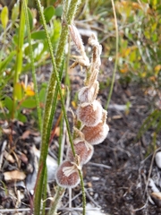 Trachyandra hirsutiflora
