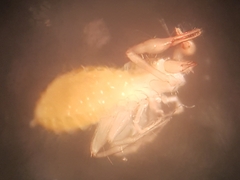 Chthonius tetrachelatus