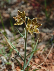 Fritillaria pinetorum
