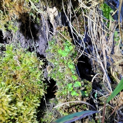 Peltigera leucophlebia