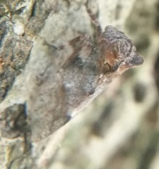 Microcentrus perditus